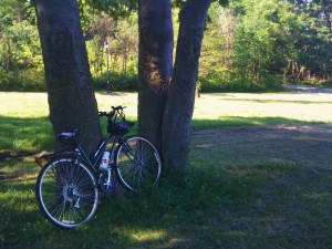 Bike leaning against a tree