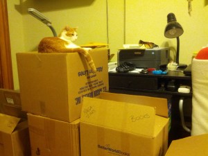 Cat sitting atop packing boxes
