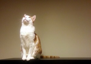 Cat sitting atop bookcase, staring into ceiling light.